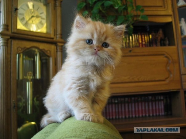 Котовторник!