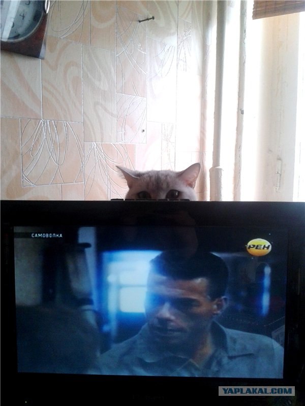 Котовторник  19.06.2012