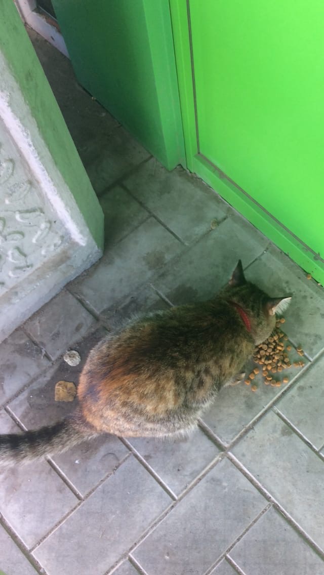 Эти забавные животные