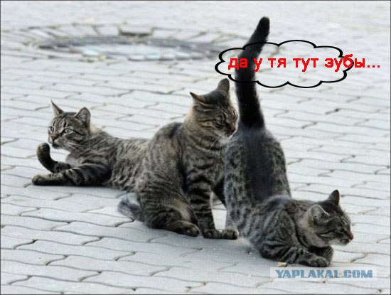 Подпиши фото!