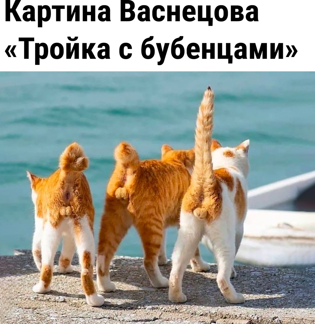 3 кота смешные приколы