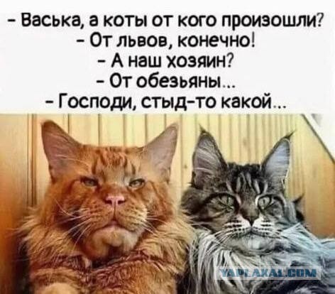 Котик и пожелания на Новый Год