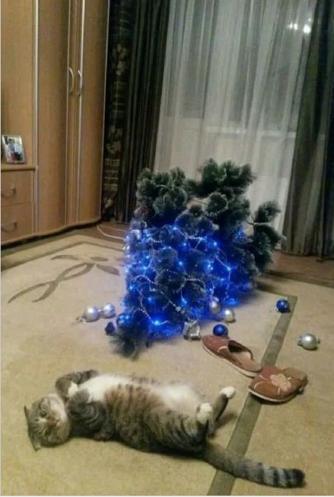 Жизнь домашнего приюта "Котоленд" 419