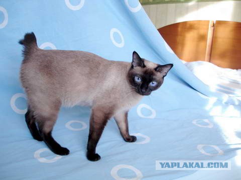 Котовторник 25.06.2013