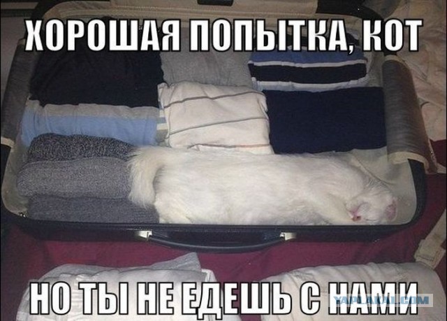 Коты и коробки
