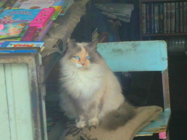 Котовторник  30.07.2013