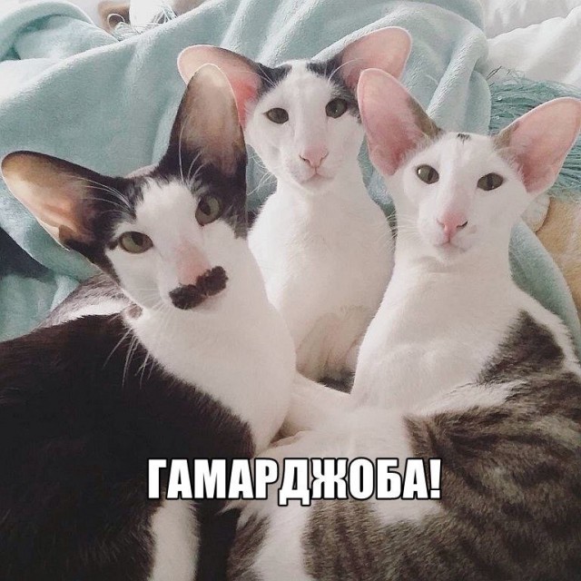 Котеек необычных псто