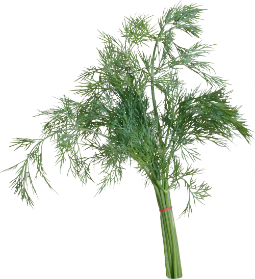 Кубана - 2013