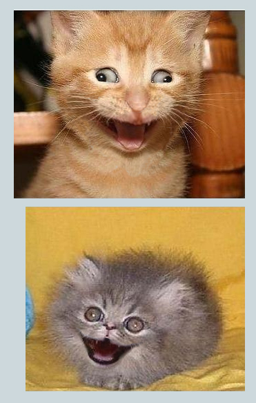 Котики vs Рожи