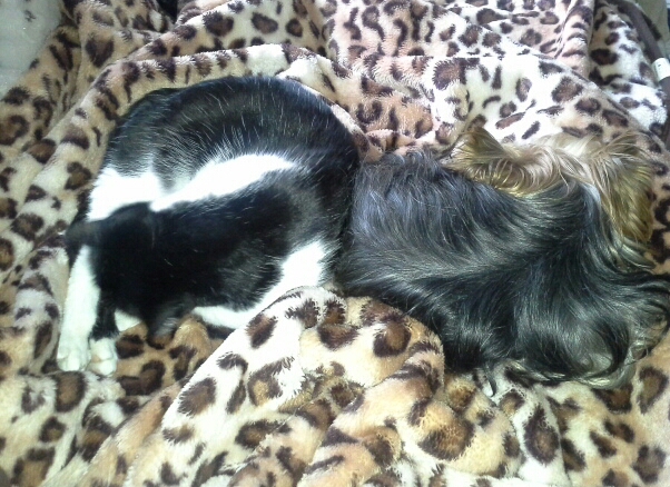 Кошки, которые используют собак вместо подушки