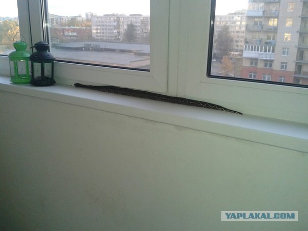 15 животных, которых принято держать дома