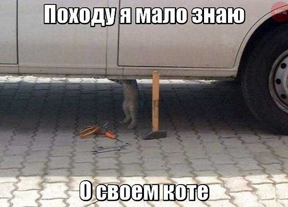 Забавные картинки из Сети