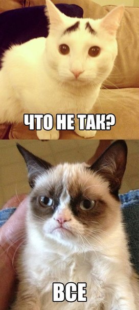 Удивленный Сэм - новый кошачий мем