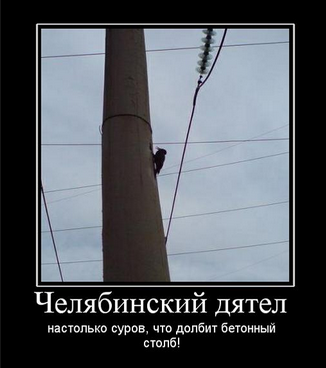 Дятел долбит дупло