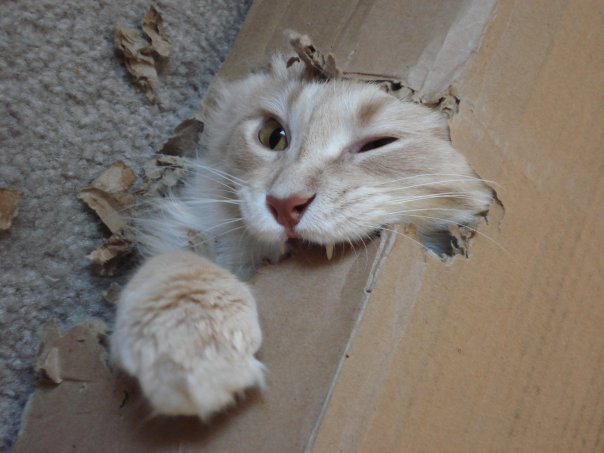 Интересные и веселые картинки