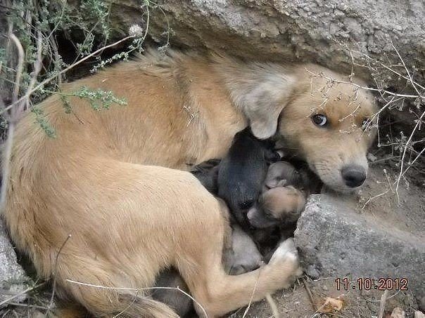 Мохнатые беспредельщики
