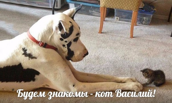 Мохнатые беспредельщики