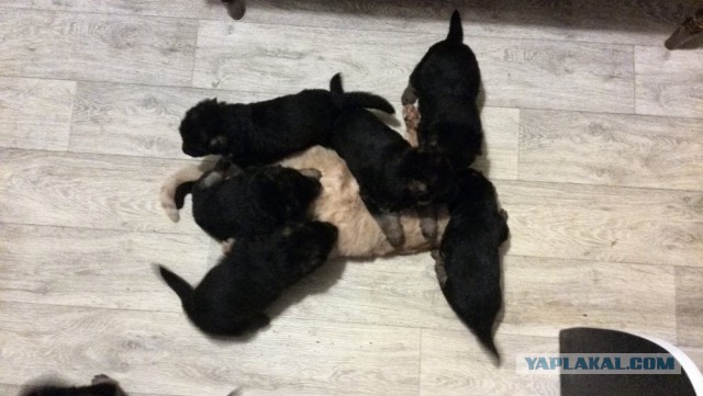 Нападение котэ