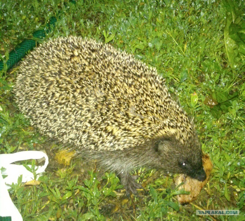 Посмотреть фыркающюю пизду хочет трахнуть жену