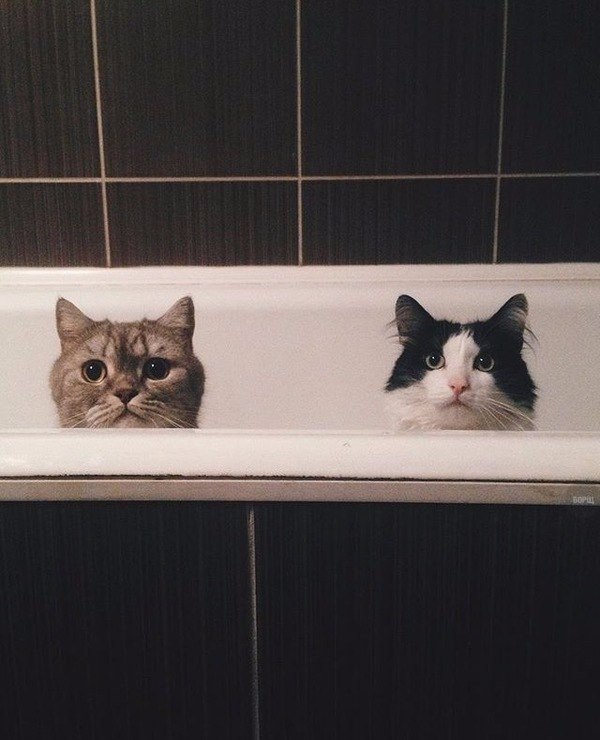 Коты и Кошки