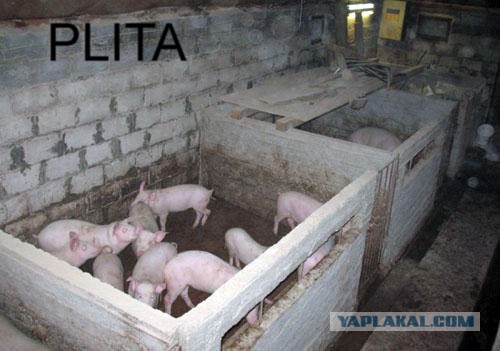Если б ЯП был на ТВ