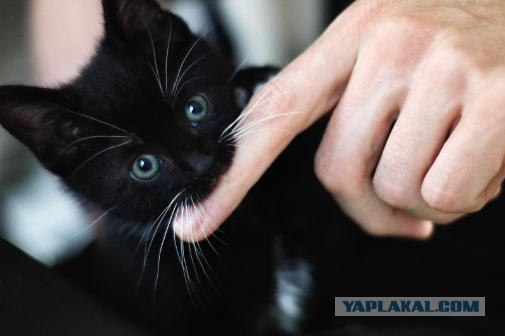 УРРААА ! Котовторник на ЯПлакалъ !