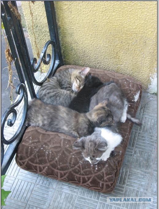 Котейка