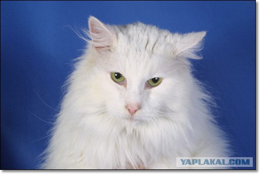 Котовторник (20.01)