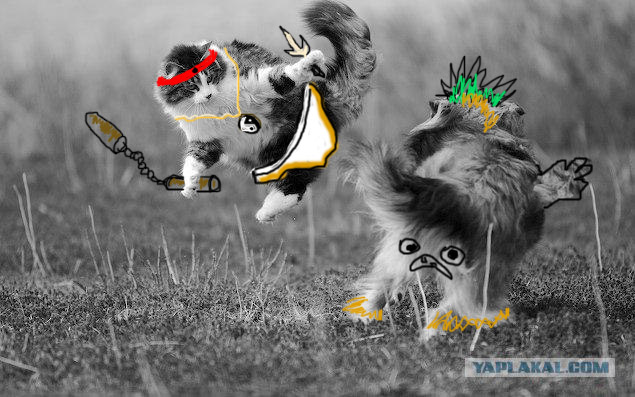 Бой дня