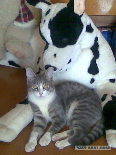 Котовторник 1.02.2011