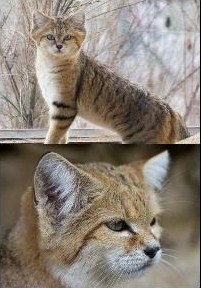 Начинаем котовторник!