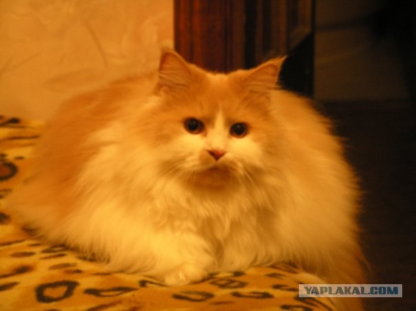 Первый котовторник июля