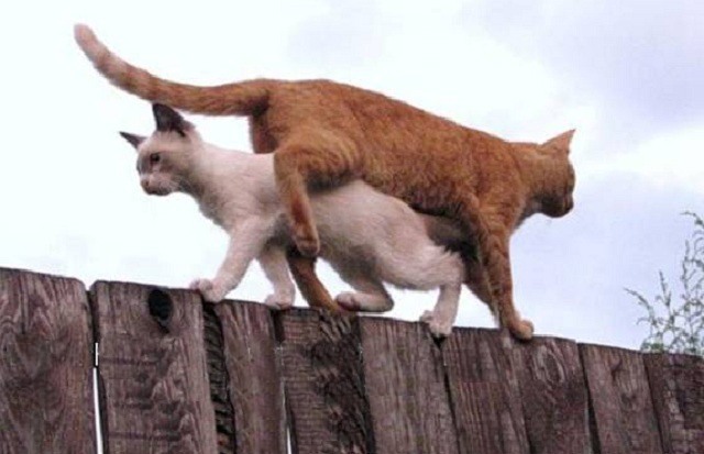 Состоятельный котовторник