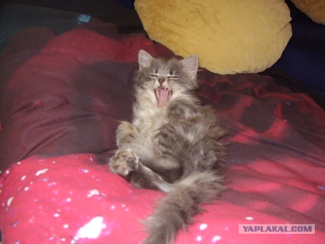 Котовторник! 11.10.11