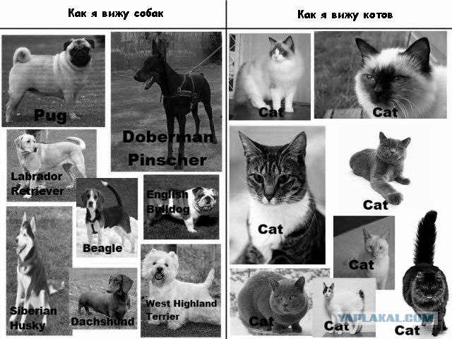 Коты и собаки