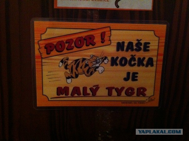 Котовторник 17 января