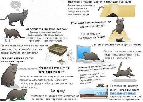 Три факта о кошках, которые вы, возможно, не знали