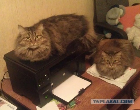 Котовторник ( 23.10. 2012. )