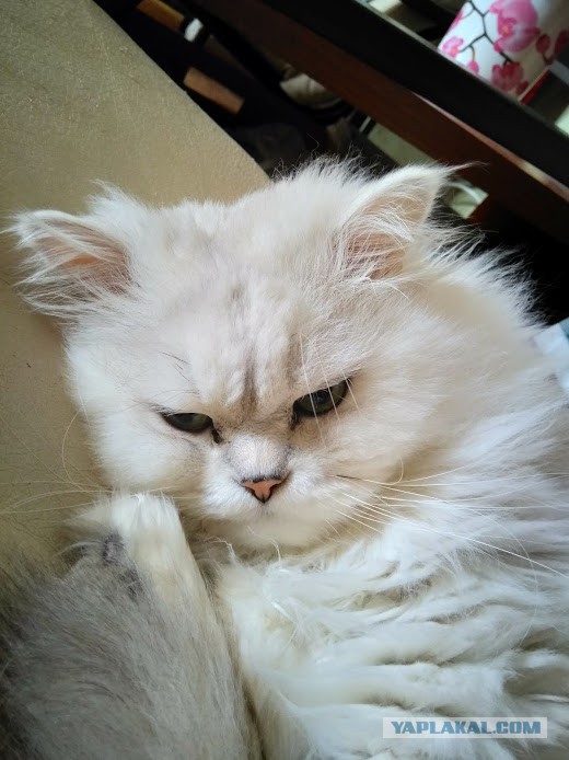 Котовторник 28.01.2020