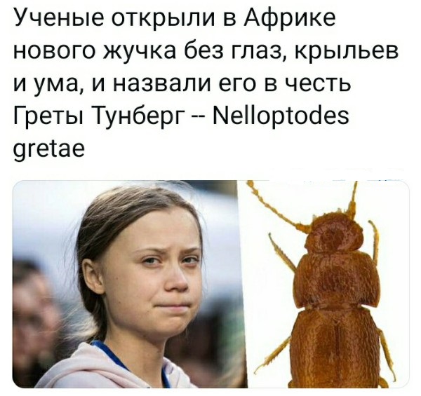Свинегрет: картинки, надписи и прочее на 31.07 или №28