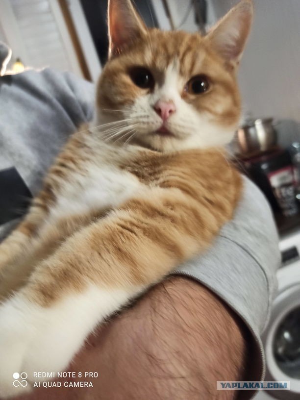 Беда. Кот храпит хуже хозяина