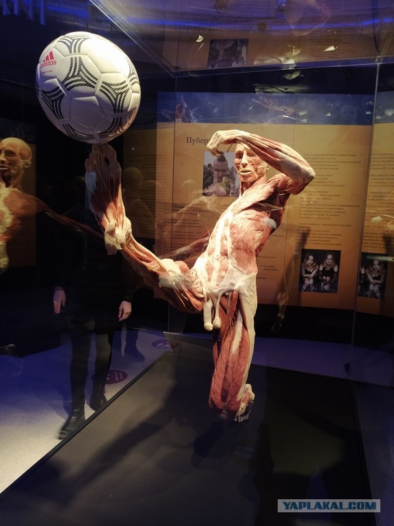 Посетил выставку Body Worlds на ВДНХ
