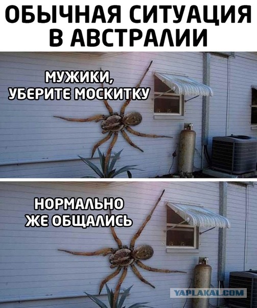 То, что не съели мыши в Австралии, дожирают пауки