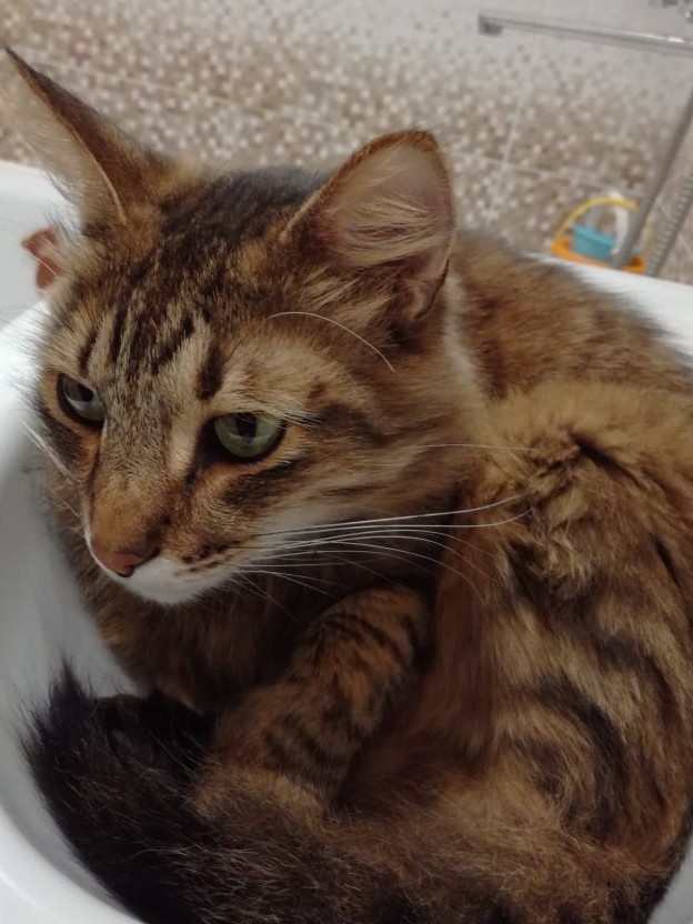 Кошка Варя