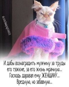 Баянисто-небаянистый юмор 15.08.21