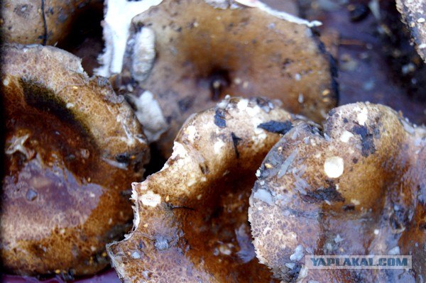 Осень в банках