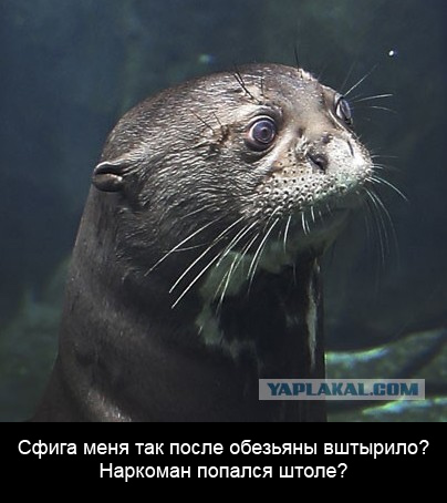 Выдры наказали обезьяну