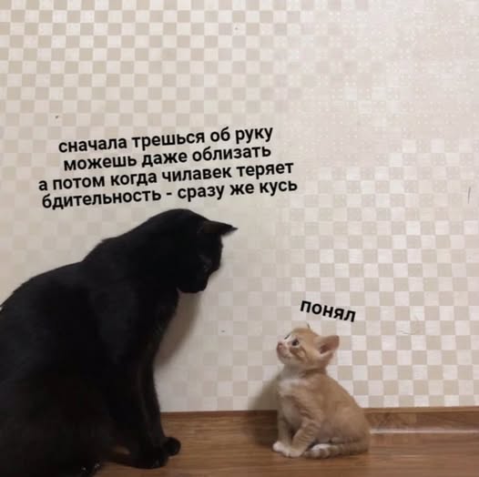 К котовторнику: подборка картинок-баянов с котиками и про котиков. Выпуск 13