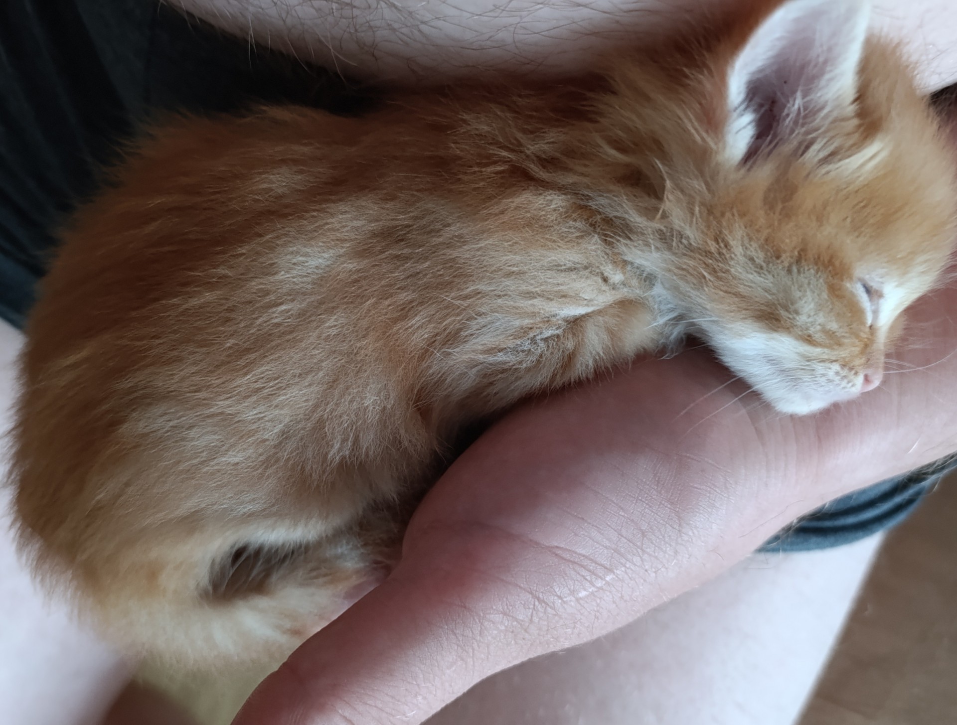 Принимайте в ряды которабов