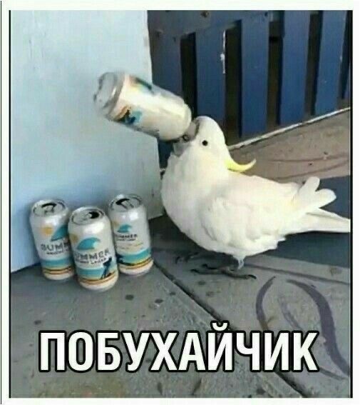 Картинки для деградации 79 (разной степени свежести)